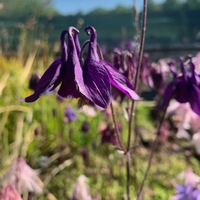 Aquilegia karelinii 